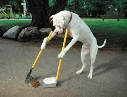 Dog-Cleaning-Up